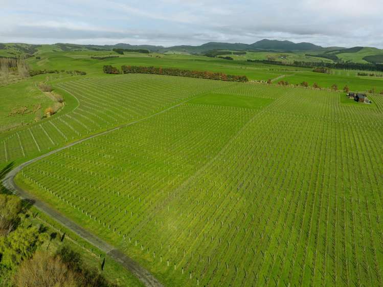 Lot 3 Willow Lane Martinborough_6