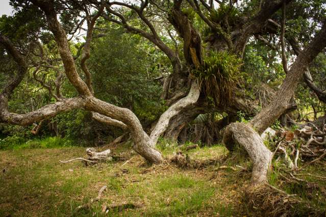 15c Garden Road Great Barrier Island (Aotea Island)_2