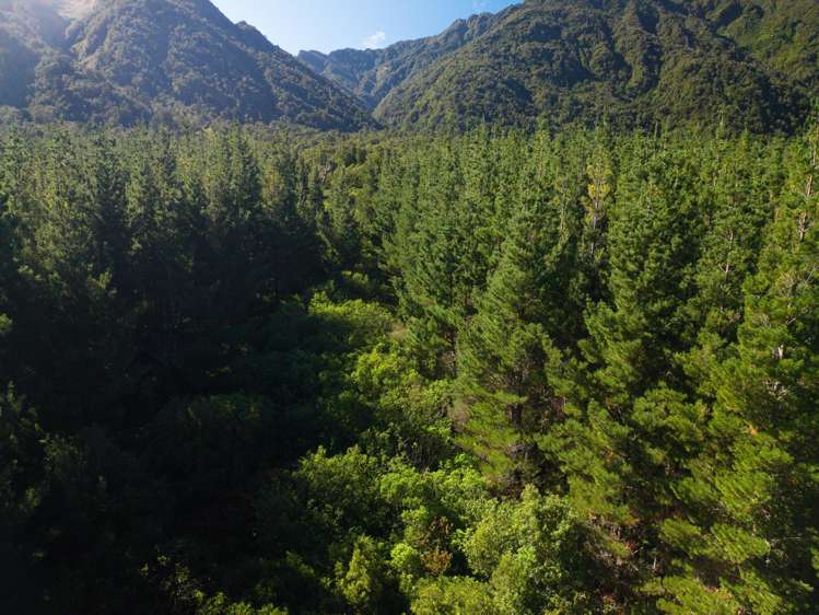 Bell Hill Road Inchbonnie_23