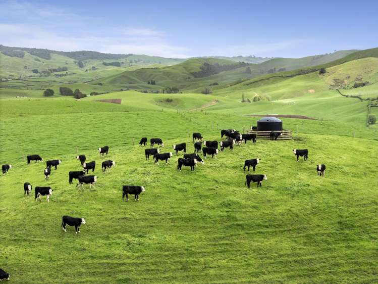637 to 897 Tahuroa Road Morrinsville_18