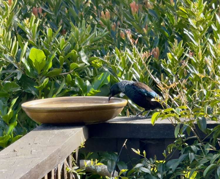 2/18 Chilton Place Howick_23