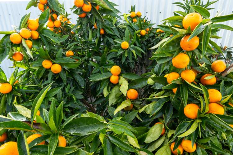 23 Hathaway Street Spring Creek_15