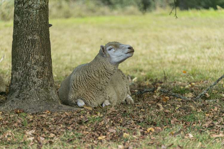 327 Upper Waiwera Road Puhoi_27