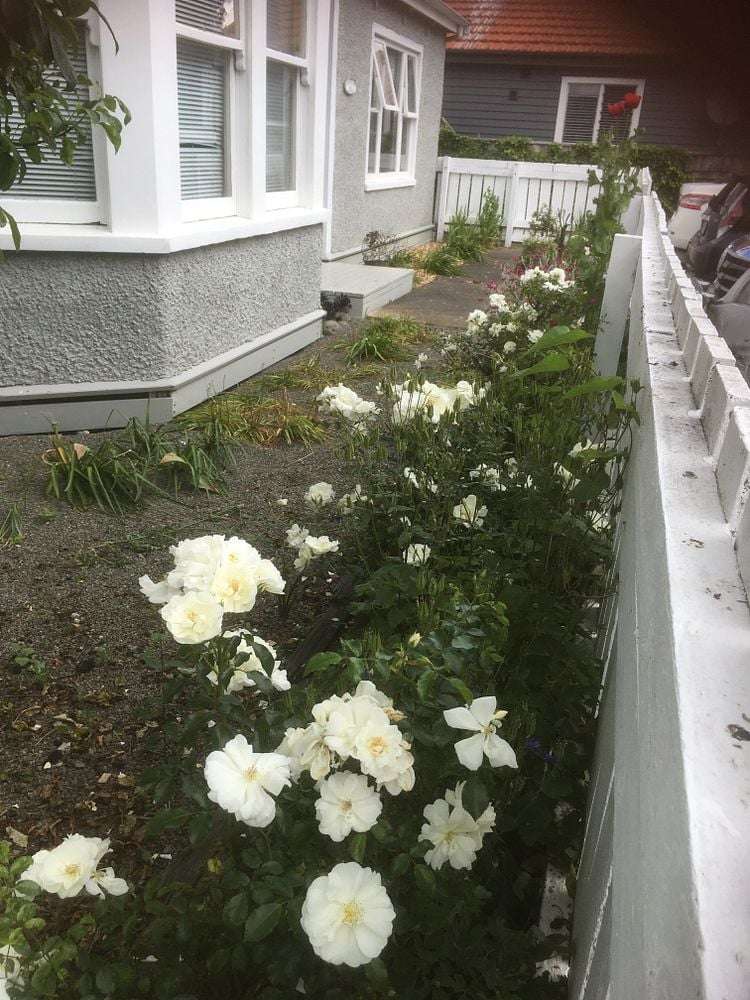 14A Freyberg Street Roslyn_17