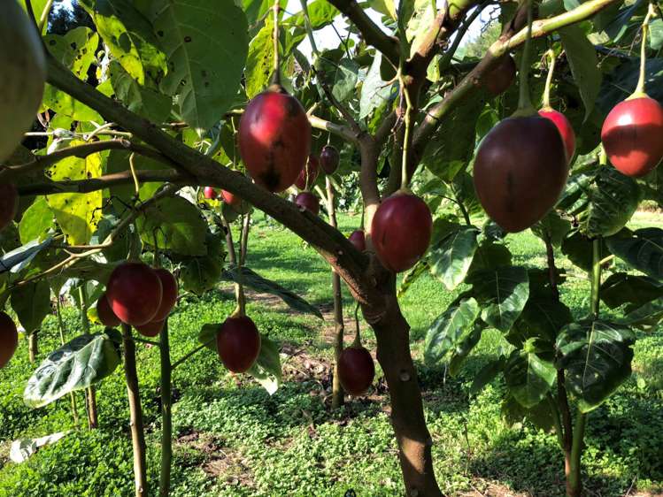 1358 State Highway 14 Maungatapere_7