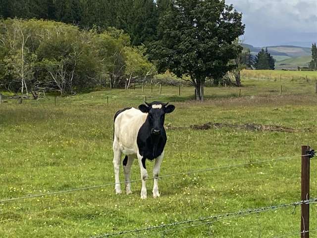 15 York Street Ohai_3