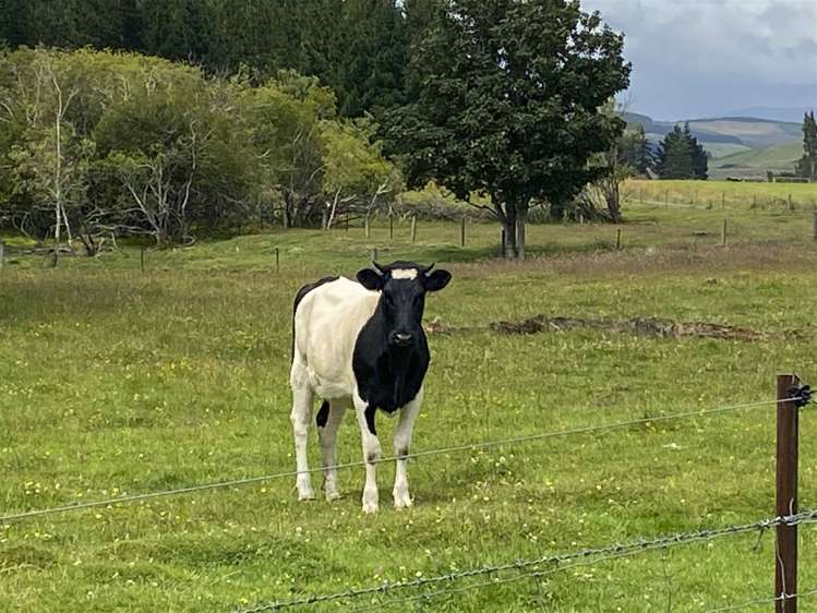 19 York Street Ohai_7