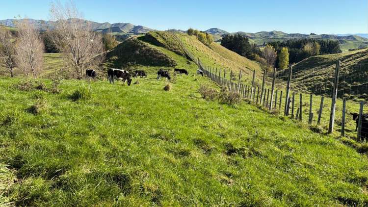 196 Ngapaeruru Rd Dannevirke_17
