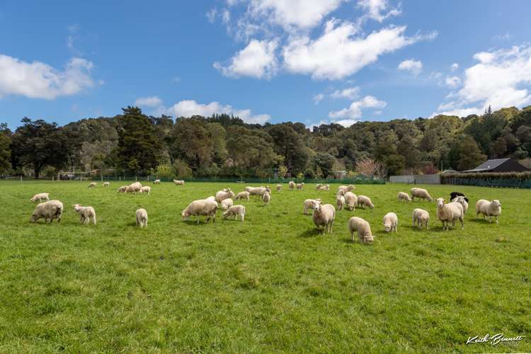 76 Gorrie Road Mangaroa_21