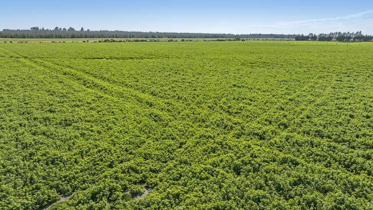 Thompsons Road West Melton_7