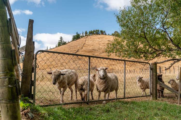 248 Jacksons Line Mauriceville_12