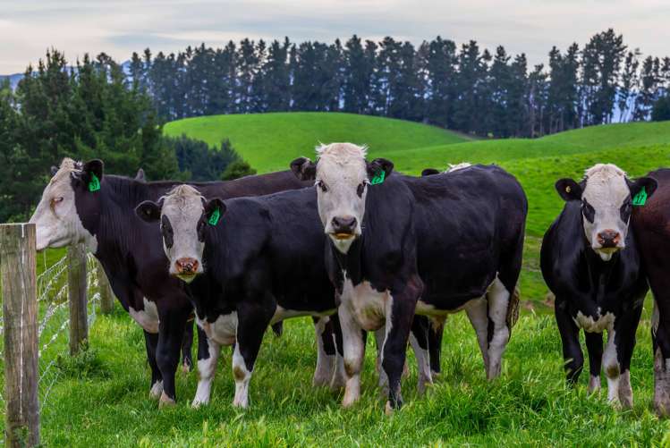 47 Hurunui Mouth Road Domett_8