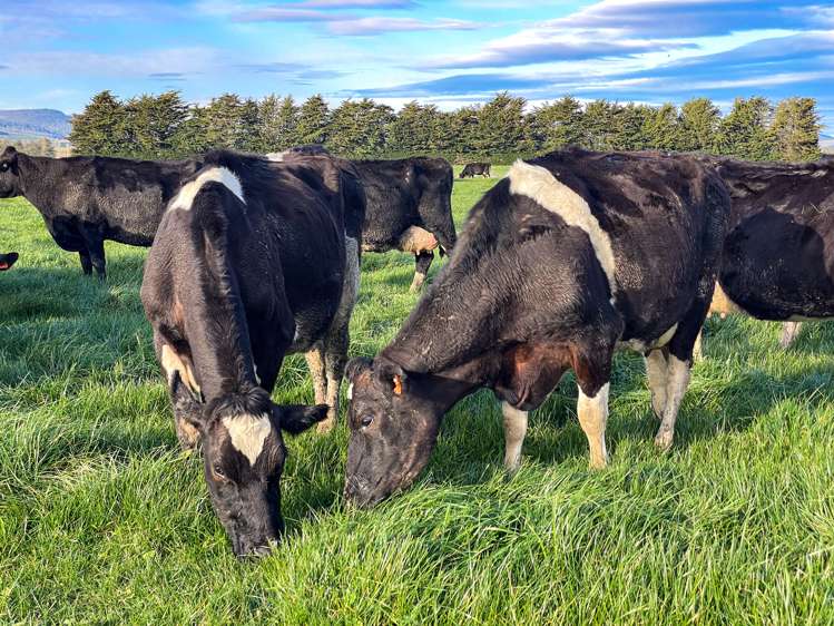 222 Boggyburn Road Winton Surrounds_12