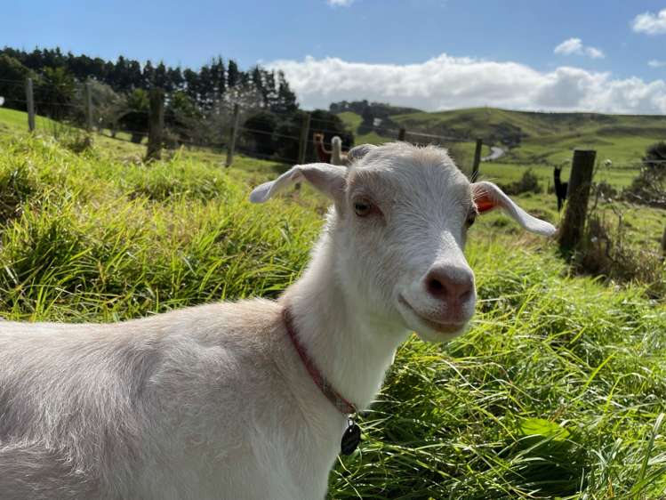 443 Lees Gully Road Pollok_33