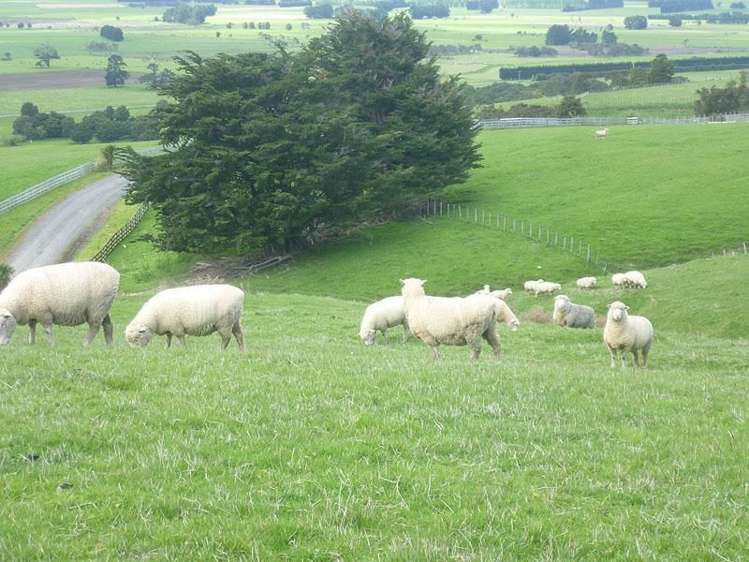 115 Chester Park Road Carterton_13