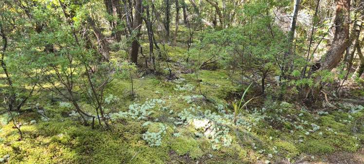 Whangaroa Road Kaeo_15
