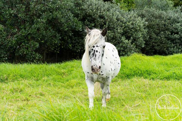 54 Paparoa Station Road_4