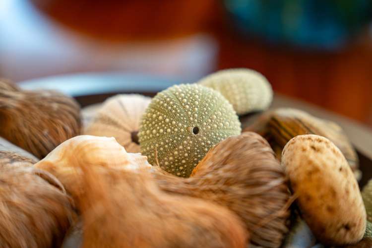 5/27 Beach Road Paekakariki_27