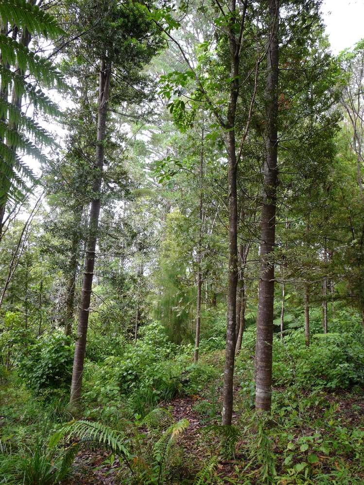 48 Tairua Heights Tairua_14