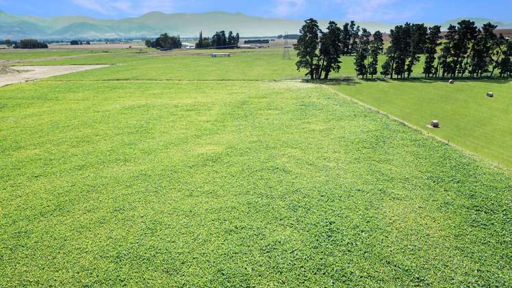 311 Hamilton Road Fairlie_12