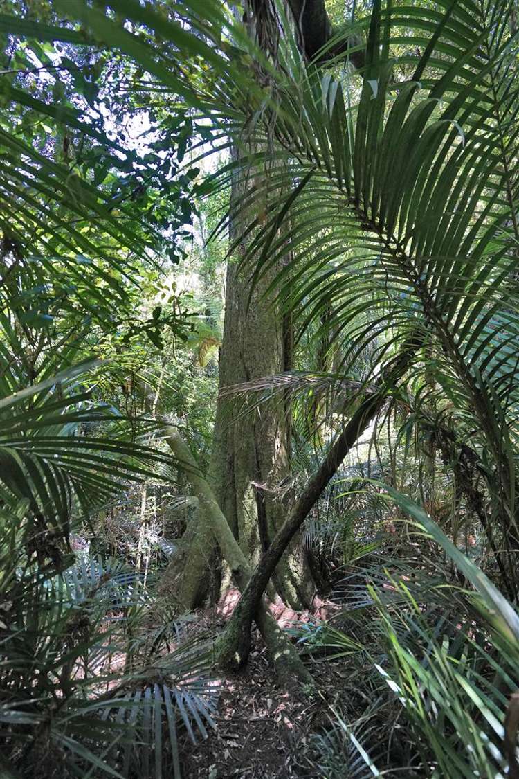 81 Waipa Heights Road Ngaruawahia_27