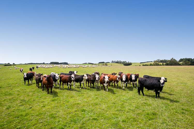 667 Paisley Road Clinton and Surrounds_13