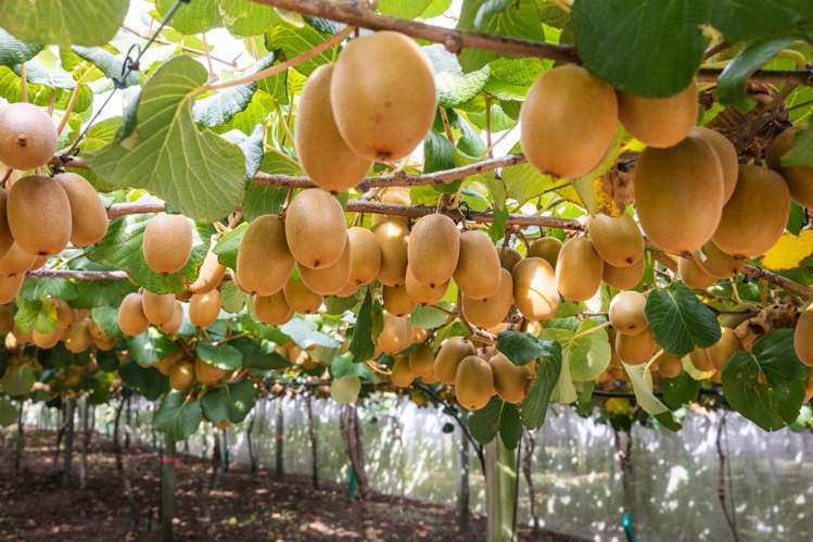 865B Oropi Road Oropi_1