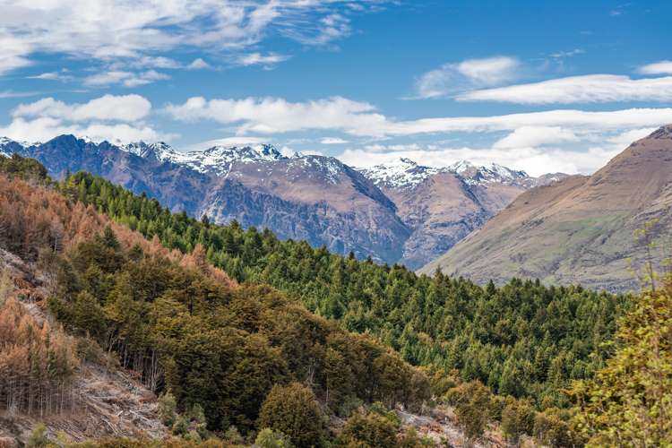 156 Alpine Retreat Road Ben Lomond_14