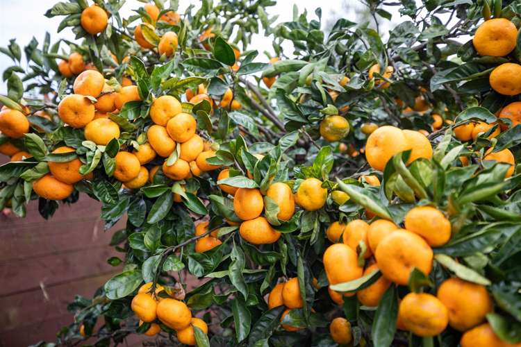 38 Townhead Crescent Bethlehem_21