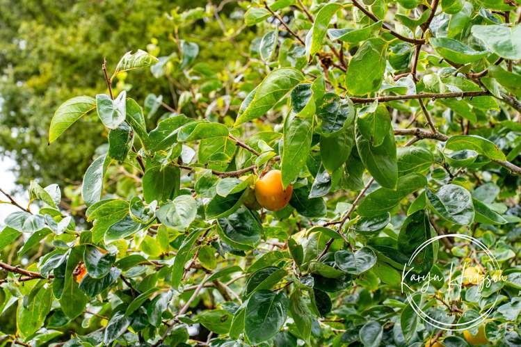 14 Woodland Road Maungaturoto_25