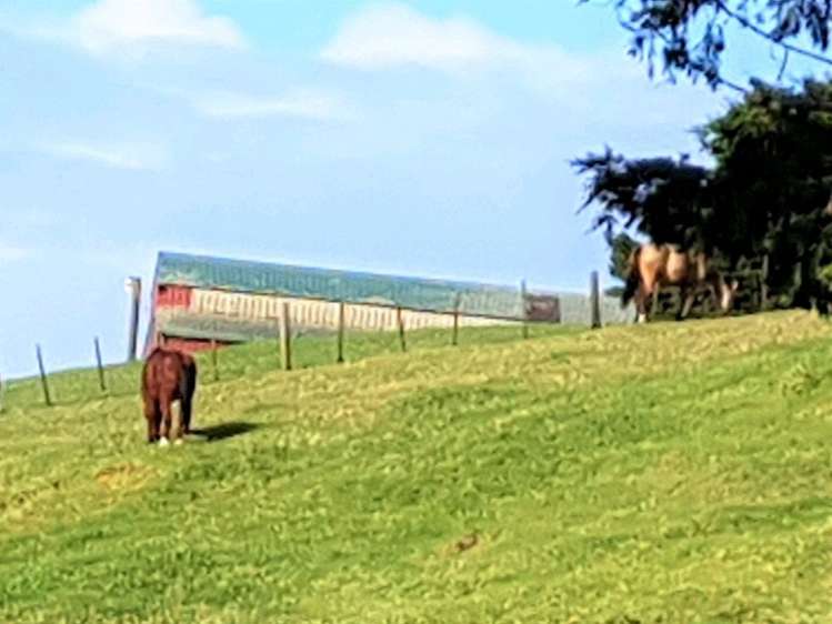 995 Pipiwai Road Ruatangata_6