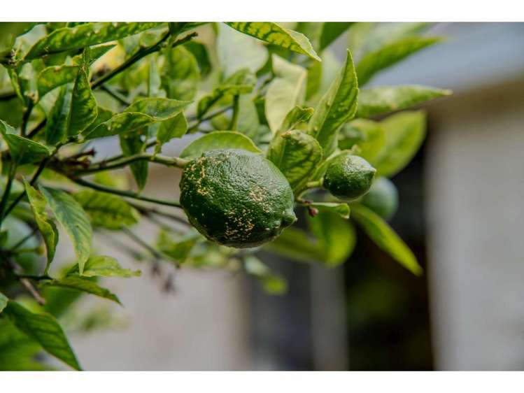 25c Hawkings Crescent Kerikeri_22