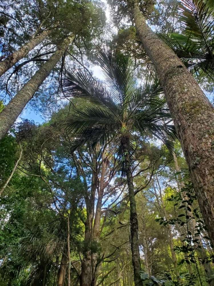 46 Crossett Road Ruatangata_32