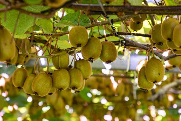 250 Taurangaruru Road Karioitahi_21