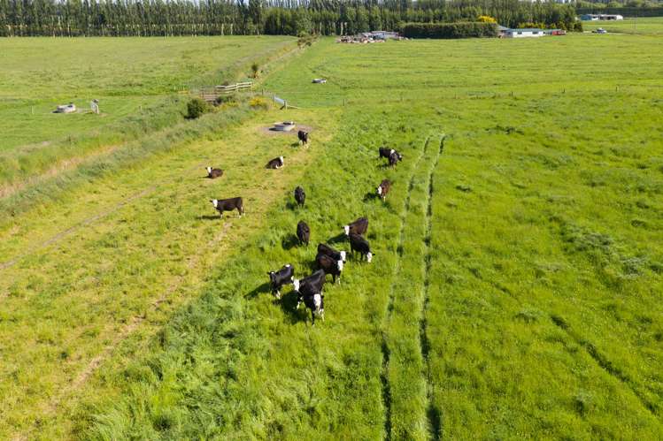 Wilkins Road Tinwald_15