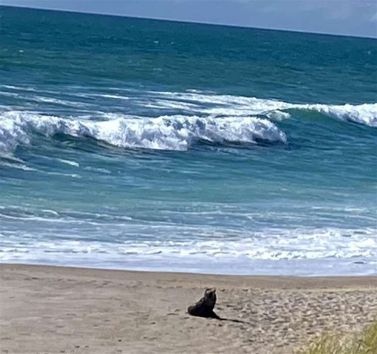 11 Mako Avenue Whiritoa_13