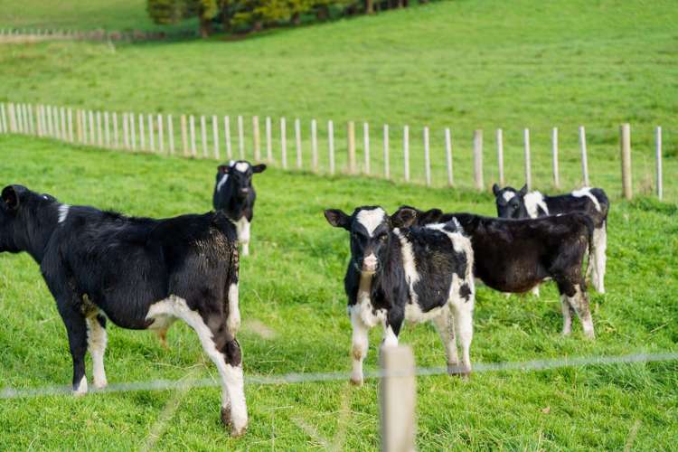 Lots 2 - 3 Pool Road Wellsford_8