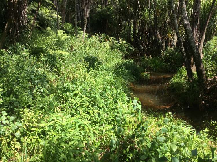 264 Taylor Road Taipa_9