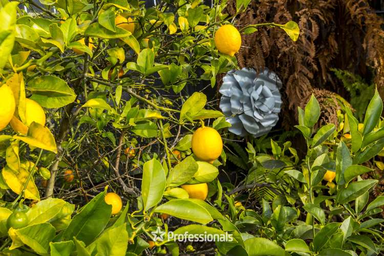 11 Milton Street Trentham_21