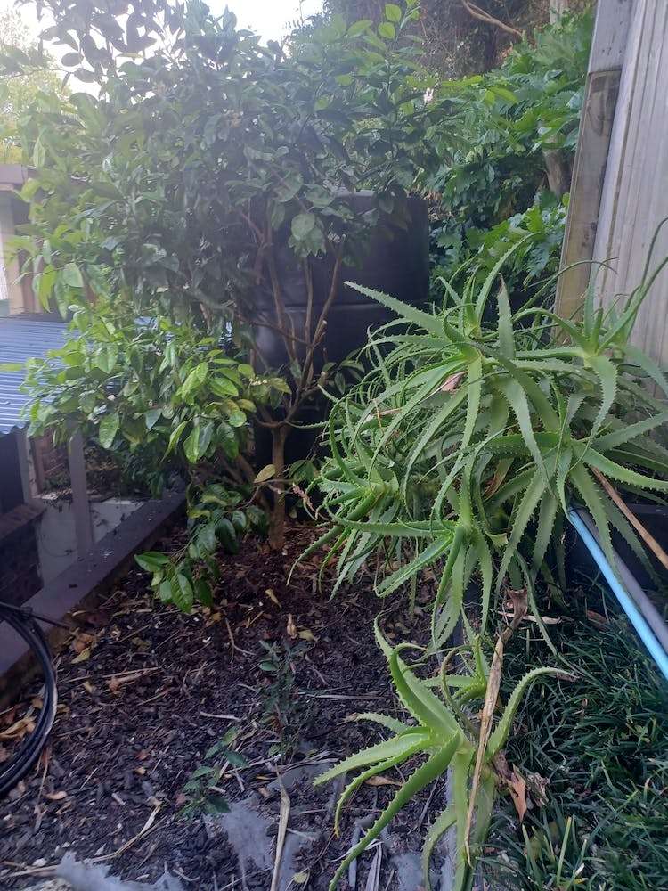 8/103 Hinemoa Street Birkenhead_13