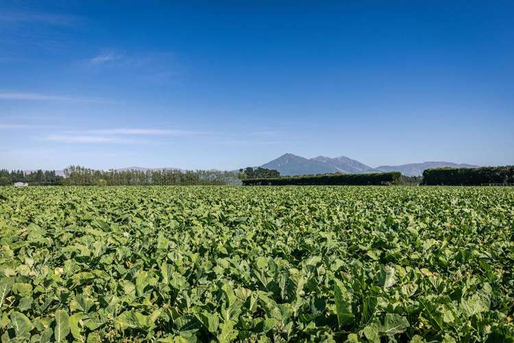 1710 Ealing Montalto Road Ashburton_38