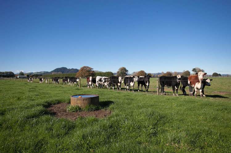 312b Marychurch Road Matangi_13