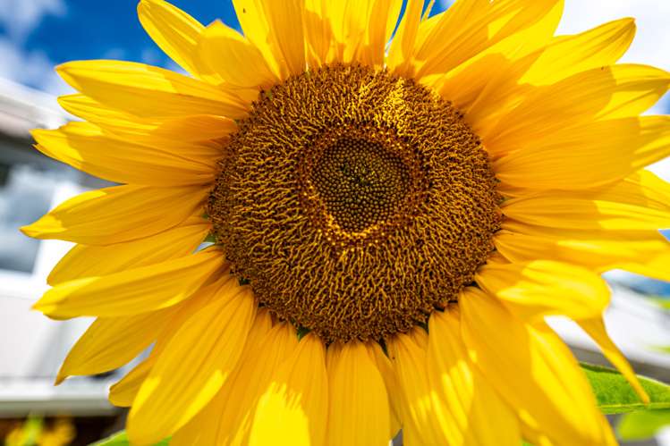 25 Kerswell Terrace Tihiotonga_35