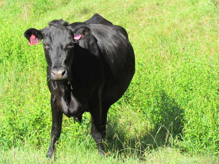 173 Luttrell Road Murupara Surrounds_10