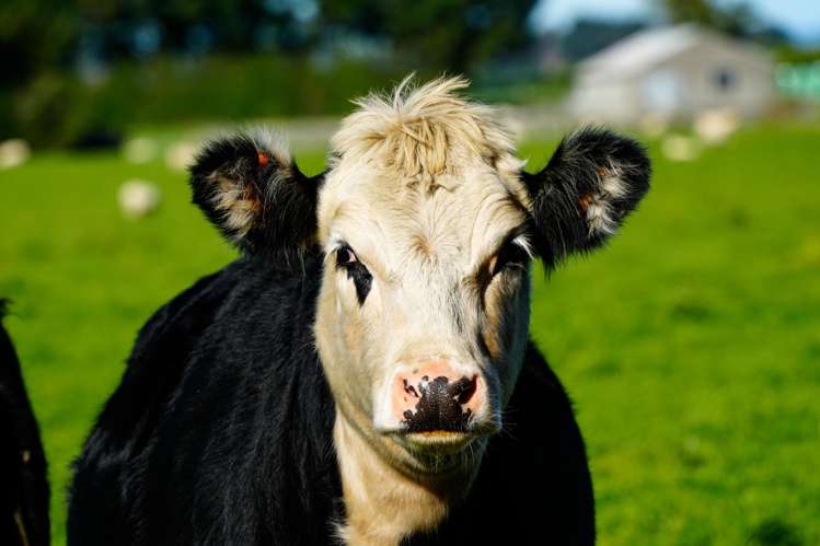 525 Woodlands-Morton Mains Road Morton Mains_15