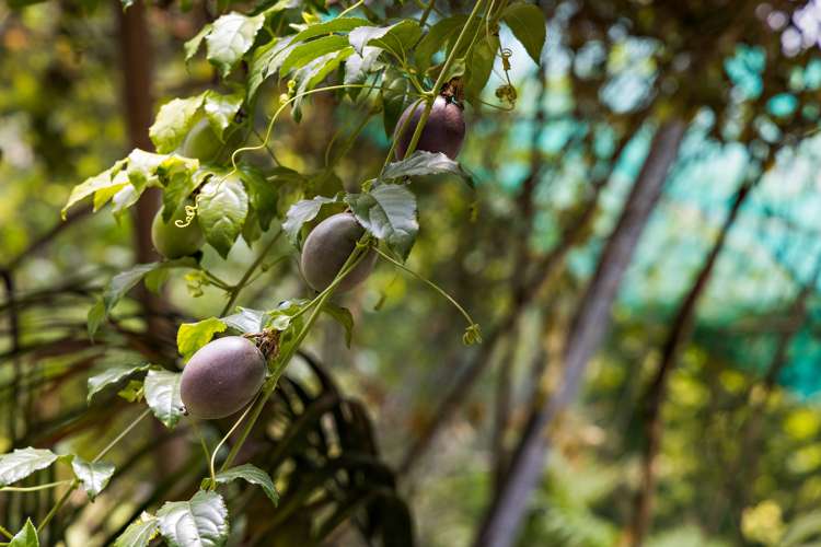 1021 Woodcocks Road Kaipara Flats_22