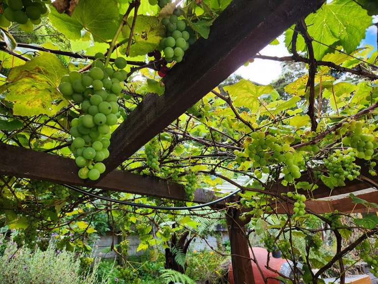 77 Hair Street Wainuiomata_23