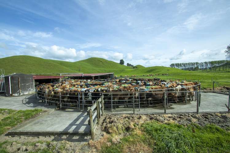 62 Rehi Road Ngakuru_11