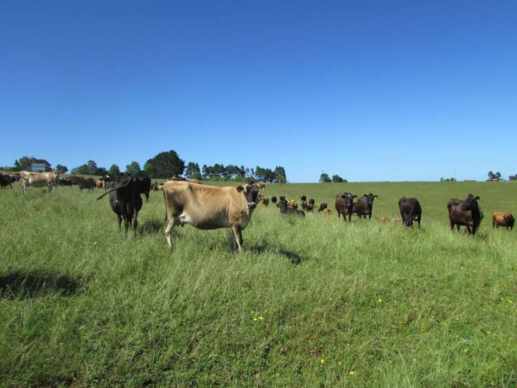 311 Hunt Road Pukekawa_19