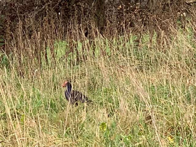 PU 24/105 Atawhai Lane Belfast_4